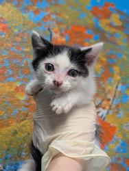 Shelter Stray Male Cat last seen Bexar County, New Braunfels, TX 78130