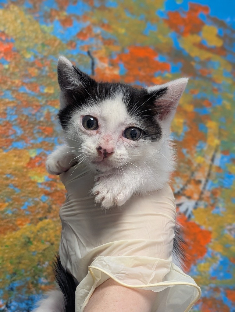 Shelter Stray Male Cat last seen Bexar County, New Braunfels, TX 78130