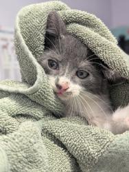Shelter Stray Male Cat last seen Bexar County, New Braunfels, TX 78130