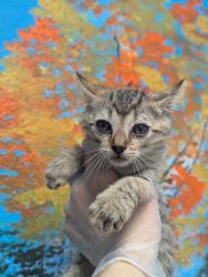 Shelter Stray Male Cat last seen Bexar County, New Braunfels, TX 78130