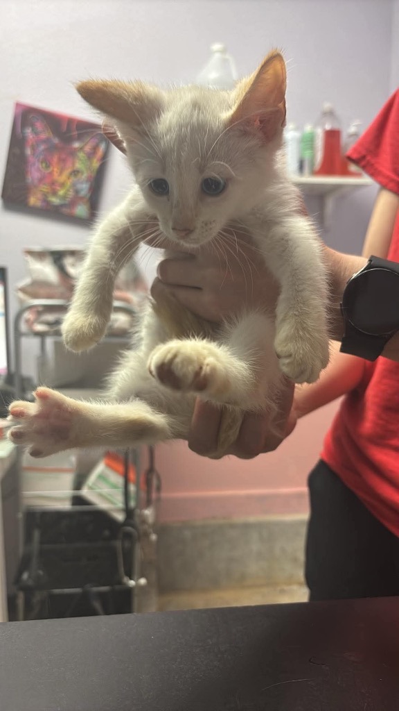 Shelter Stray Female Cat last seen Bexar County, New Braunfels, TX 78130
