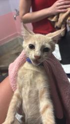 Shelter Stray Male Cat last seen Bexar County, New Braunfels, TX 78130