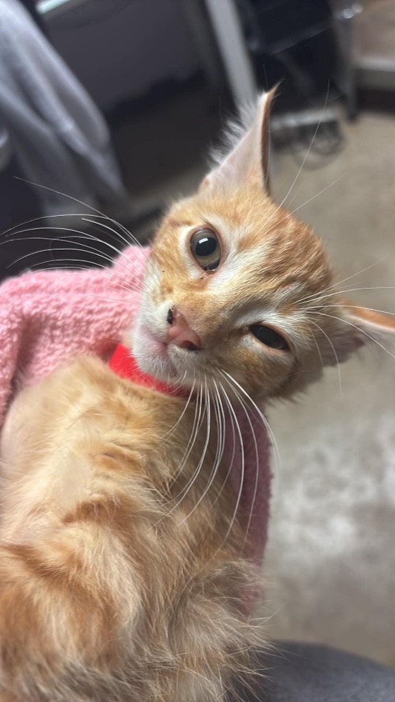 Shelter Stray Male Cat last seen Bexar County, New Braunfels, TX 78130