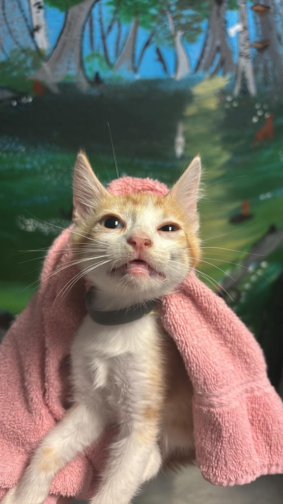 Shelter Stray Female Cat last seen Bexar County, New Braunfels, TX 78130