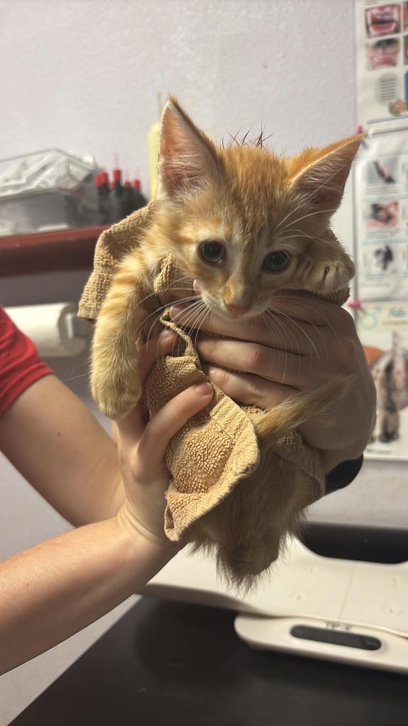 Shelter Stray Male Cat last seen Bexar County, New Braunfels, TX 78130