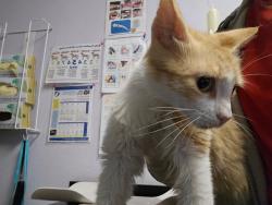 Shelter Stray Female Cat last seen Bexar County, New Braunfels, TX 78130