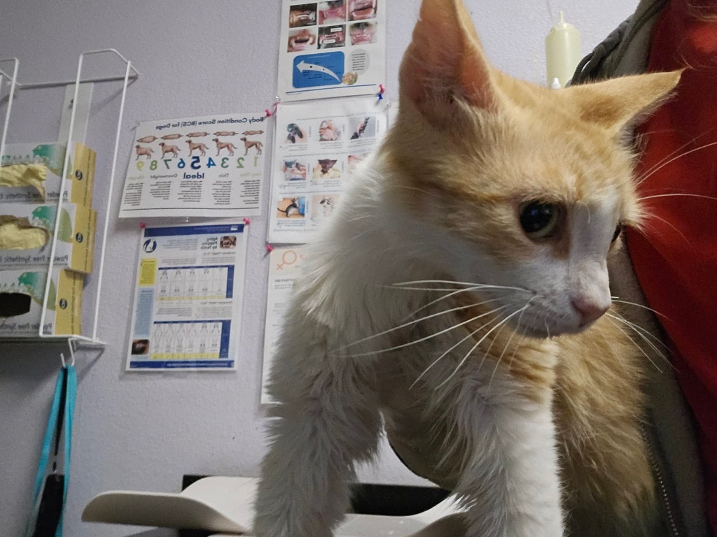 Shelter Stray Female Cat last seen Bexar County, New Braunfels, TX 78130