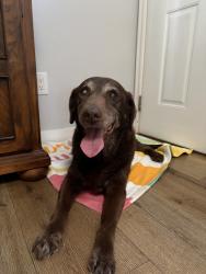 Lost Female Dog last seen Near camorilla dr, Los Angeles, CA 90065