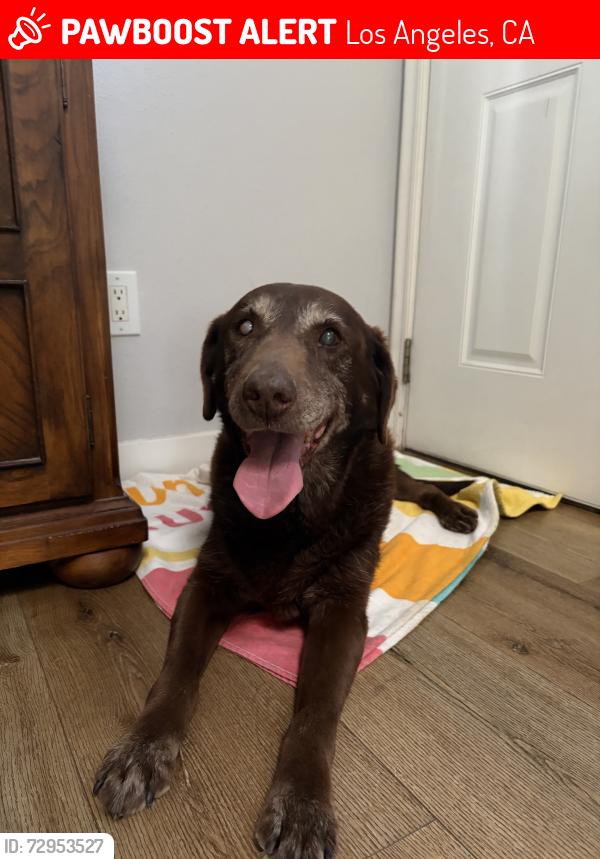 Lost Female Dog last seen Near camorilla dr, Los Angeles, CA 90065