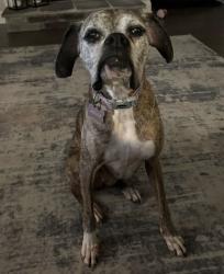 Lost Female Dog last seen Near & Reece Rd, Sharpsburg, GA 30277