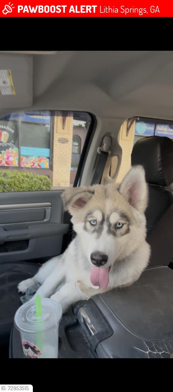 Lost Male Dog last seen Marsh Ave Lithia Springs, GA 30122 United States, Lithia Springs, GA 30122