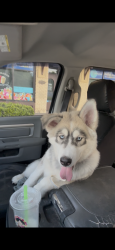 Lost Male Dog last seen Marsh Ave Lithia Springs, GA  30122 United States, Lithia Springs, GA 30122