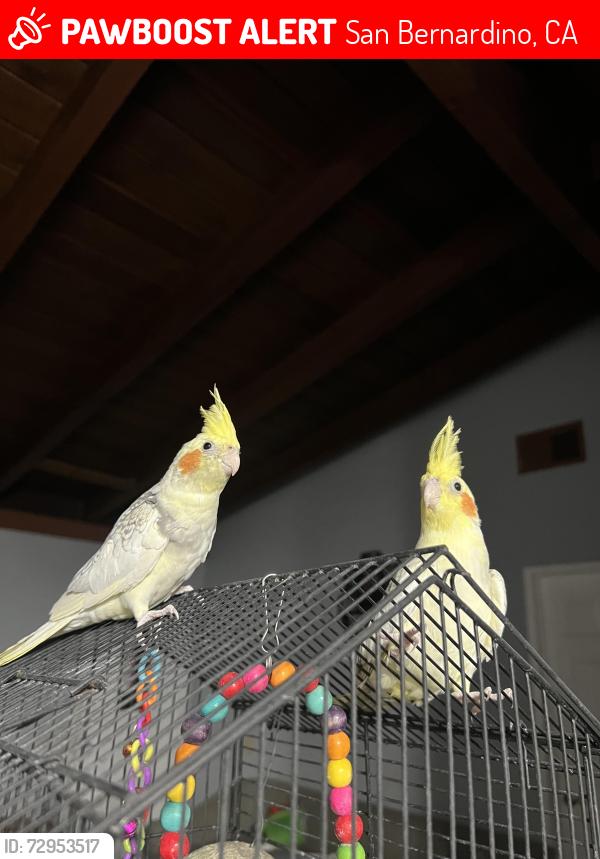 Lost Male Bird last seen Near s Marvin drive San bernardino ca 92410, San Bernardino, CA 92410