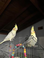 Lost Male Bird last seen Near s Marvin drive San bernardino ca 92410, San Bernardino, CA 92410
