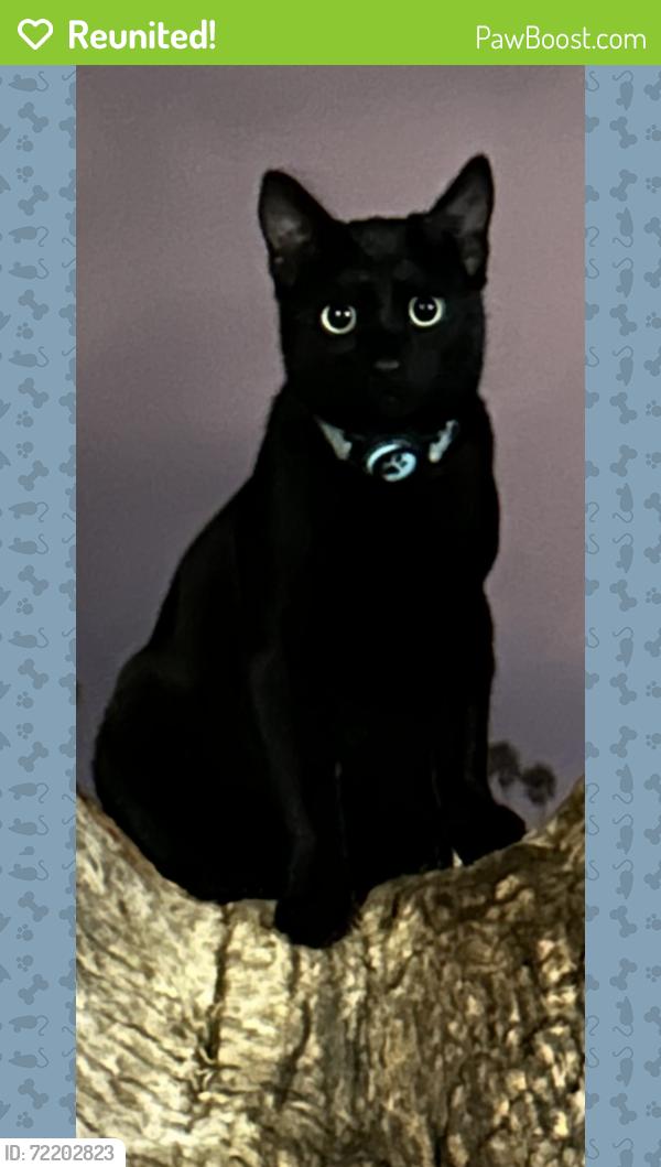Reunited Male Cat last seen Nimitz and west or Loma blvd , San Diego, CA 92107
