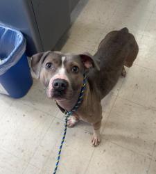 Found/Stray Female Dog last seen Victoria and Saint Anthony Ave , Saint Paul, MN 55104