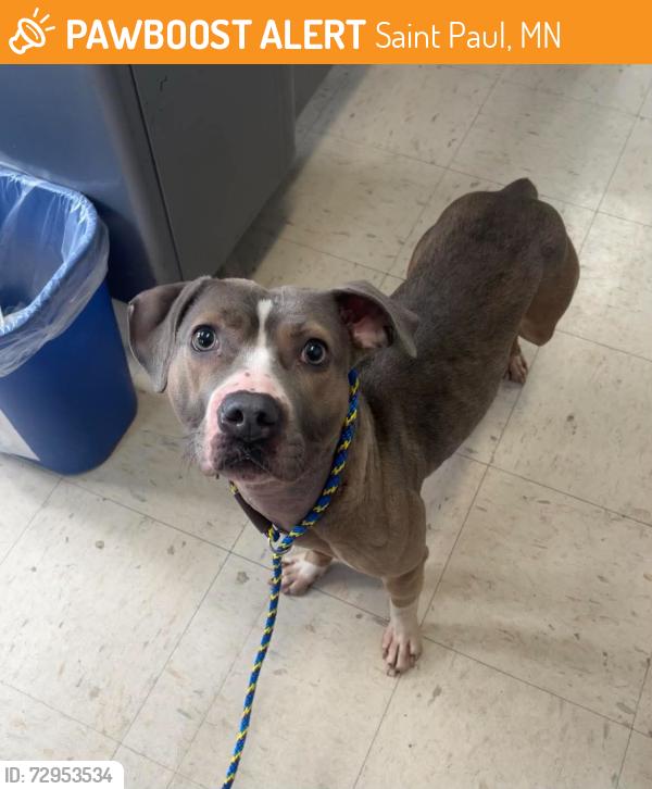 Found/Stray Female Dog last seen Victoria and Saint Anthony Ave , Saint Paul, MN 55104