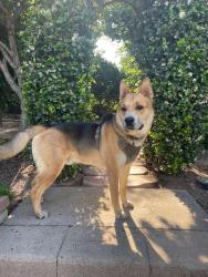 Found/Stray Male Dog last seen Camellia Drive & Alto Drive, San Bernardino, CA 92404