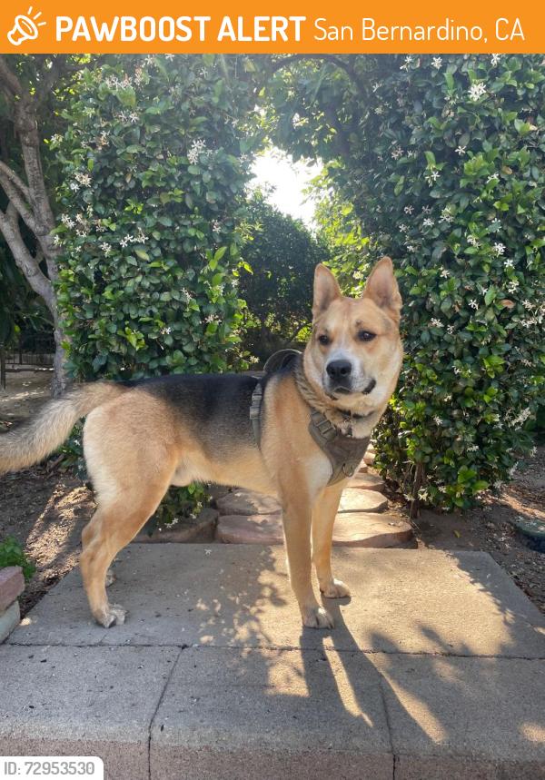 Found/Stray Male Dog last seen Camellia Drive & Alto Drive, San Bernardino, CA 92404