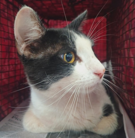 Shelter Stray Male Cat last seen , Los Angeles, CA 90047