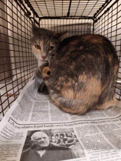 Shelter Stray Female Cat last seen , Los Angeles, CA 90031