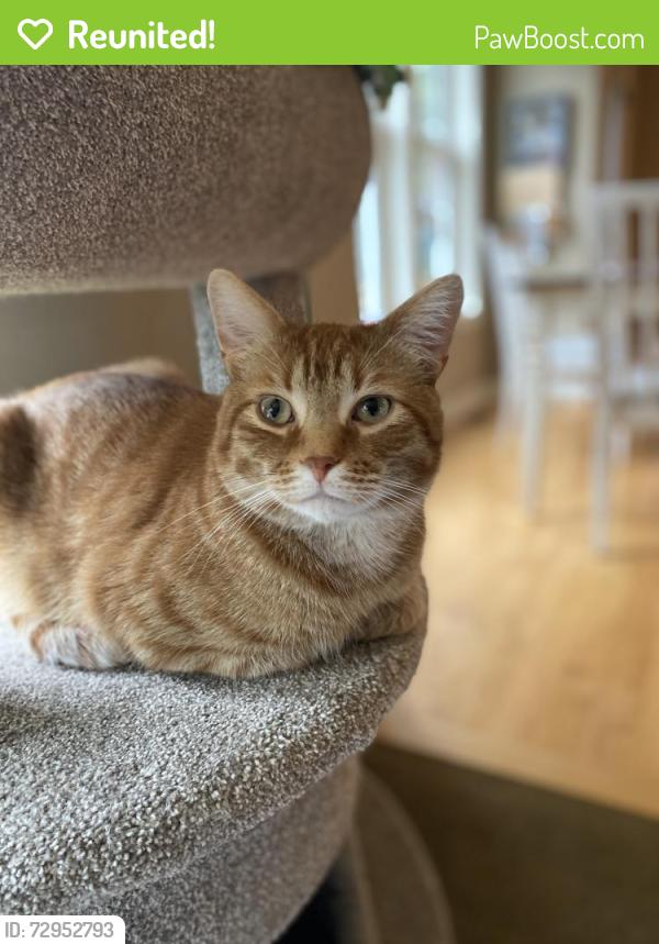Reunited Male Cat last seen WIldridge dr and Edgecumbe Dr, Mahtomedi, MN 55115