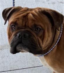 Shelter Stray Male Dog last seen , Los Angeles, CA 90047