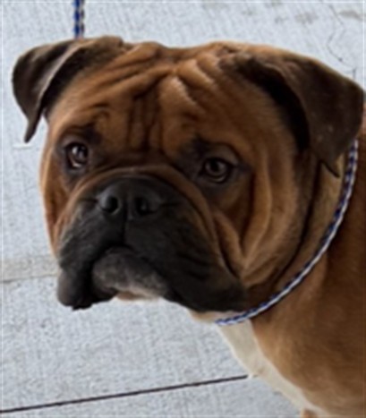 Shelter Stray Male Dog last seen , Los Angeles, CA 90047