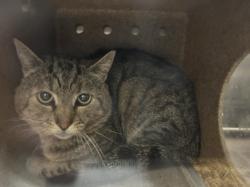Shelter Stray Male Cat last seen , Los Angeles, CA 90031
