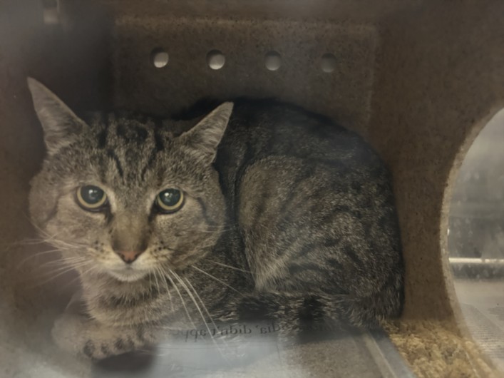 Shelter Stray Male Cat last seen , Los Angeles, CA 90031