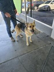 Shelter Stray Female Dog last seen , Los Angeles, CA 90047