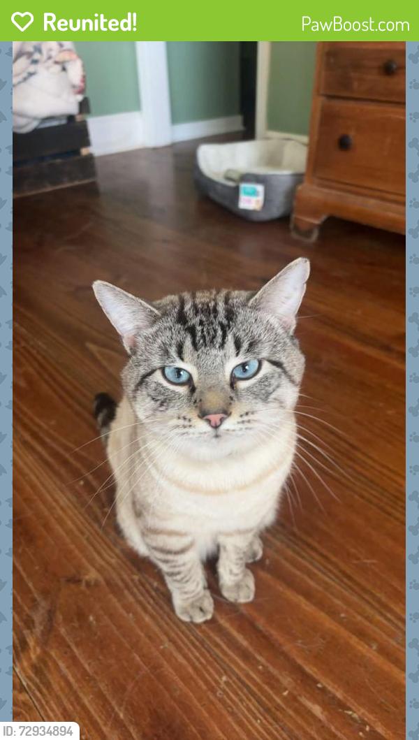 Reunited Male Cat last seen 86TH STREET, Graham, WA 98338