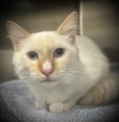 Shelter Stray Male Cat last seen , Los Angeles, CA 90031