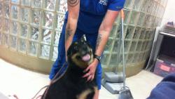 Shelter Stray Female Dog last seen SPARKMAN DRIVE, Huntsville, AL 35805