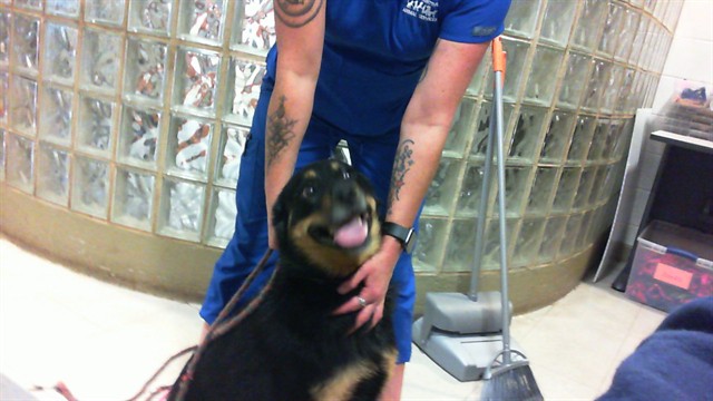 Shelter Stray Female Dog last seen SPARKMAN DRIVE, Huntsville, AL 35805