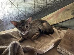 Found/Stray Female Cat last seen Hughson park, Hughson, CA 95326