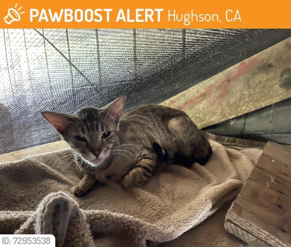 Found/Stray Female Cat last seen Hughson park, Hughson, CA 95326