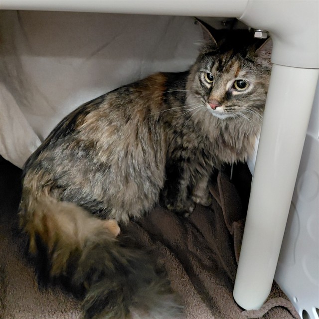 Shelter Stray Unknown Cat last seen ADDISON PARK APARTMENTS/ PLUMMER RD, Huntsville, AL 35805