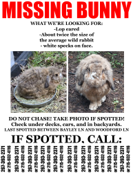 Lost Male Rabbit last seen the porch of 652A, Bayley ln., Yardley, PA 19067