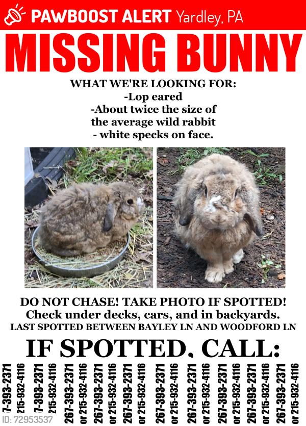 Lost Male Rabbit last seen the porch of 652A, Bayley ln., Yardley, PA 19067