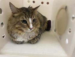 Shelter Stray Male Cat last seen Near BLOCK S 12TH ST, Milwaukee, WI 53215