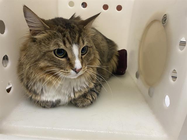 Shelter Stray Male Cat last seen Near BLOCK S 12TH ST, Milwaukee, WI 53215