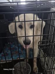 Reunited Female Dog last seen Near , Lebanon, TN 37087