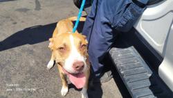 Shelter Stray Female Dog last seen Near BLOCK PLYMOUTH RD, DETROIT, MI 48227, Detroit, MI 48211