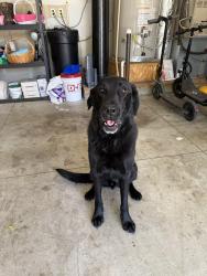 Reunited Male Dog last seen Bridge tower subdivision , Meridian, ID 83646