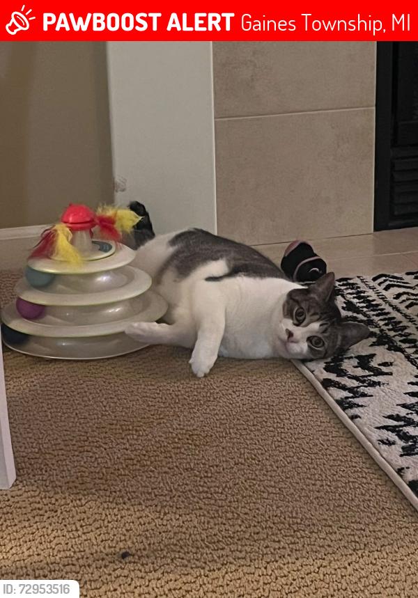 Lost Male Cat last seen Division and 84th street, Gaines Township, MI 49315