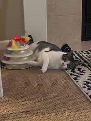Lost Male Cat last seen Division and 84th street, Gaines Township, MI 49315