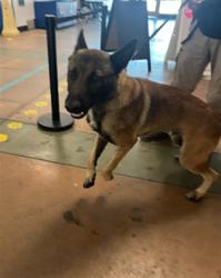 Shelter Stray Male Dog last seen , Los Angeles, CA 91405