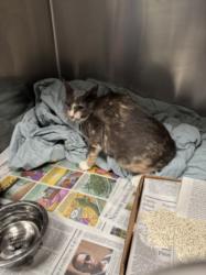 Shelter Stray Female Cat last seen , Los Angeles, CA 90025