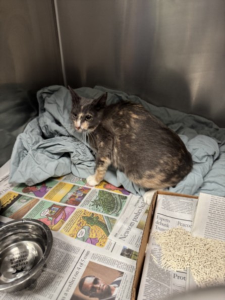 Shelter Stray Female Cat last seen , Los Angeles, CA 90025